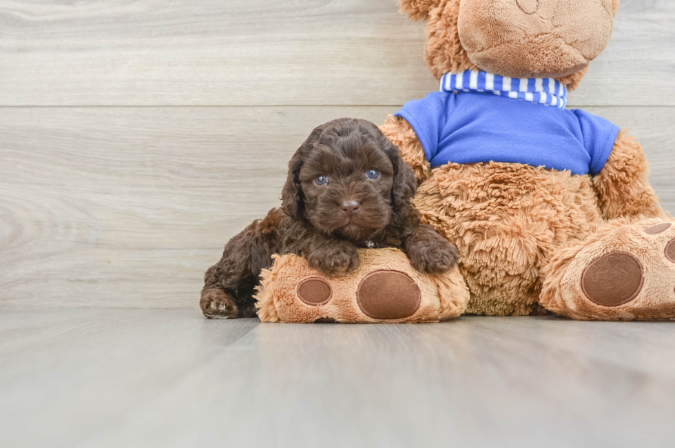 6 week old Cockapoo Puppy For Sale - Pilesgrove Pups