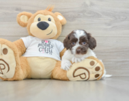 8 week old Cockapoo Puppy For Sale - Pilesgrove Pups