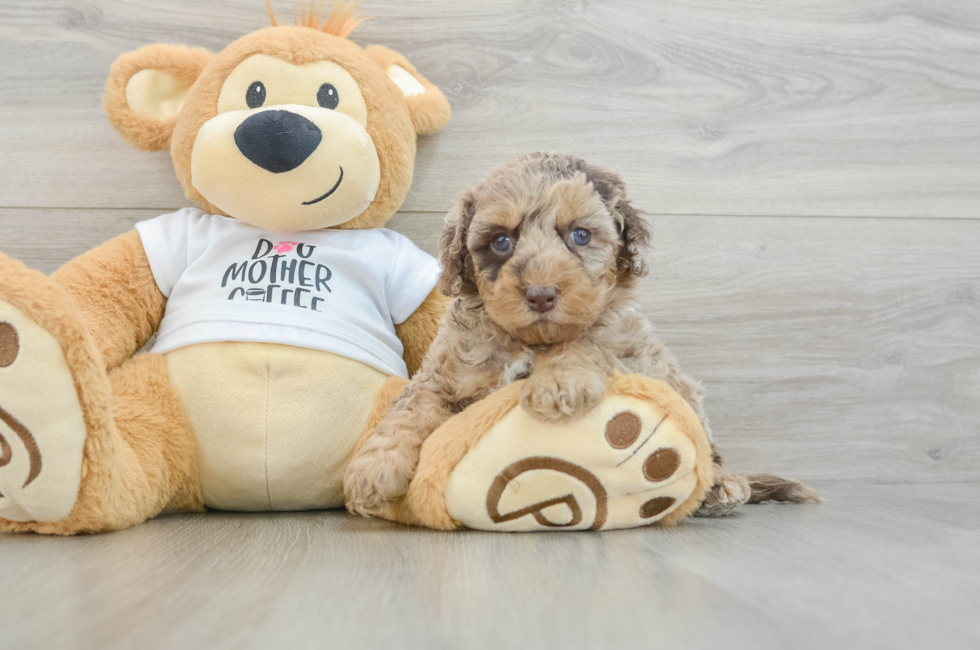 5 week old Cockapoo Puppy For Sale - Pilesgrove Pups