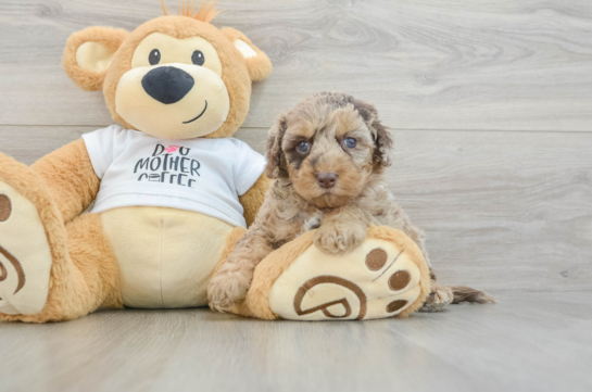 Friendly Cockapoo Baby