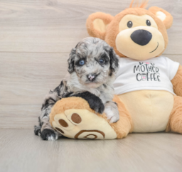 5 week old Cockapoo Puppy For Sale - Pilesgrove Pups