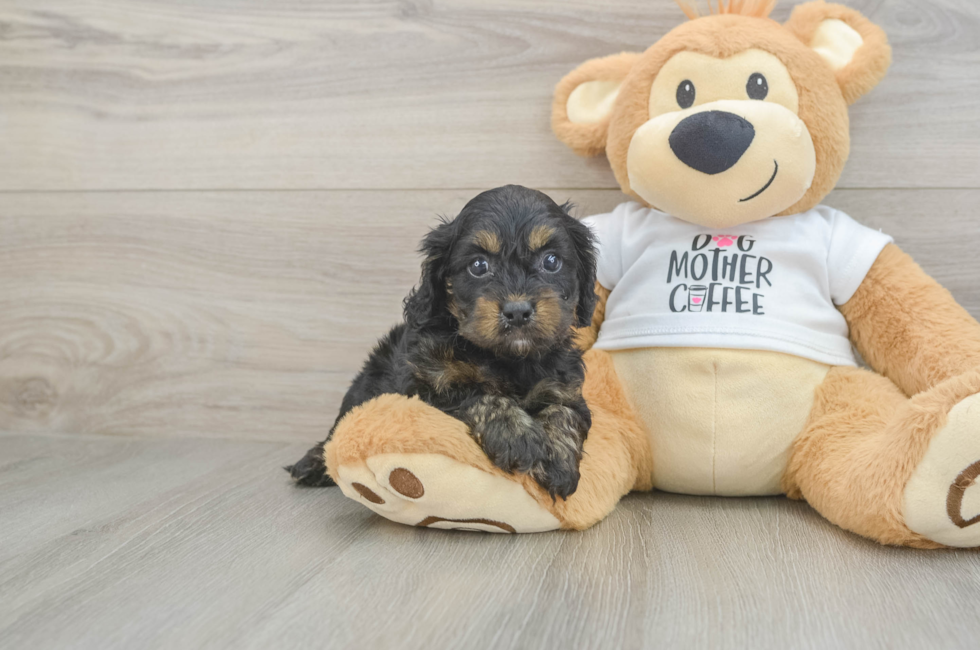 5 week old Cockapoo Puppy For Sale - Pilesgrove Pups