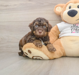 8 week old Cockapoo Puppy For Sale - Pilesgrove Pups