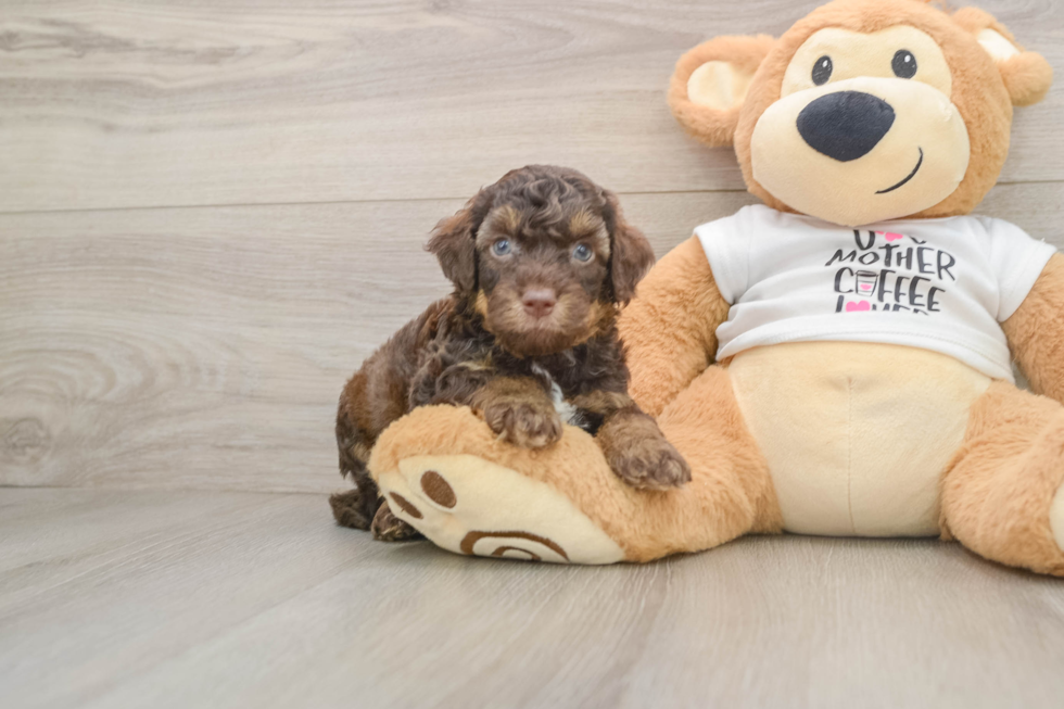 Petite Cockapoo Poodle Mix Pup