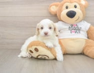 6 week old Cockapoo Puppy For Sale - Pilesgrove Pups