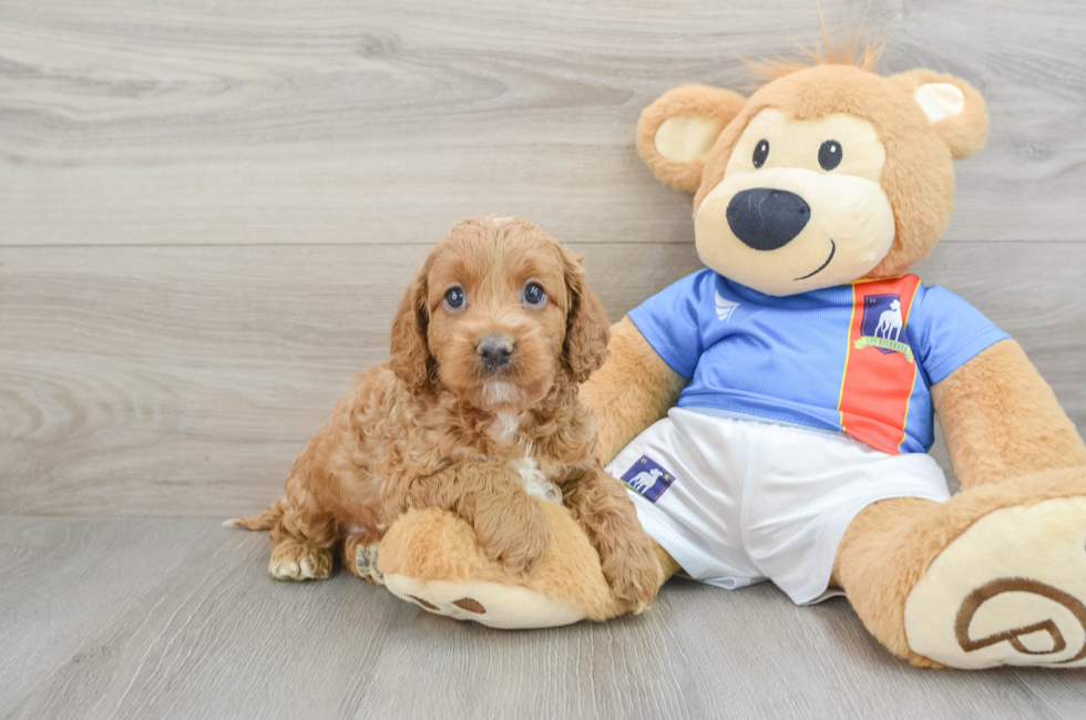 5 week old Cockapoo Puppy For Sale - Pilesgrove Pups