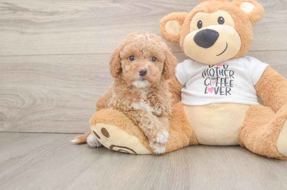 5 week old Cockapoo Puppy For Sale - Pilesgrove Pups