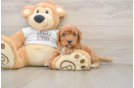 Cockapoo Puppy for Adoption