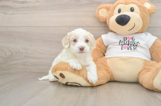 Fluffy Cockapoo Poodle Mix Pup