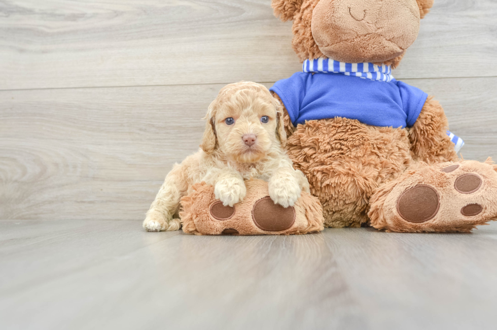 6 week old Cockapoo Puppy For Sale - Pilesgrove Pups