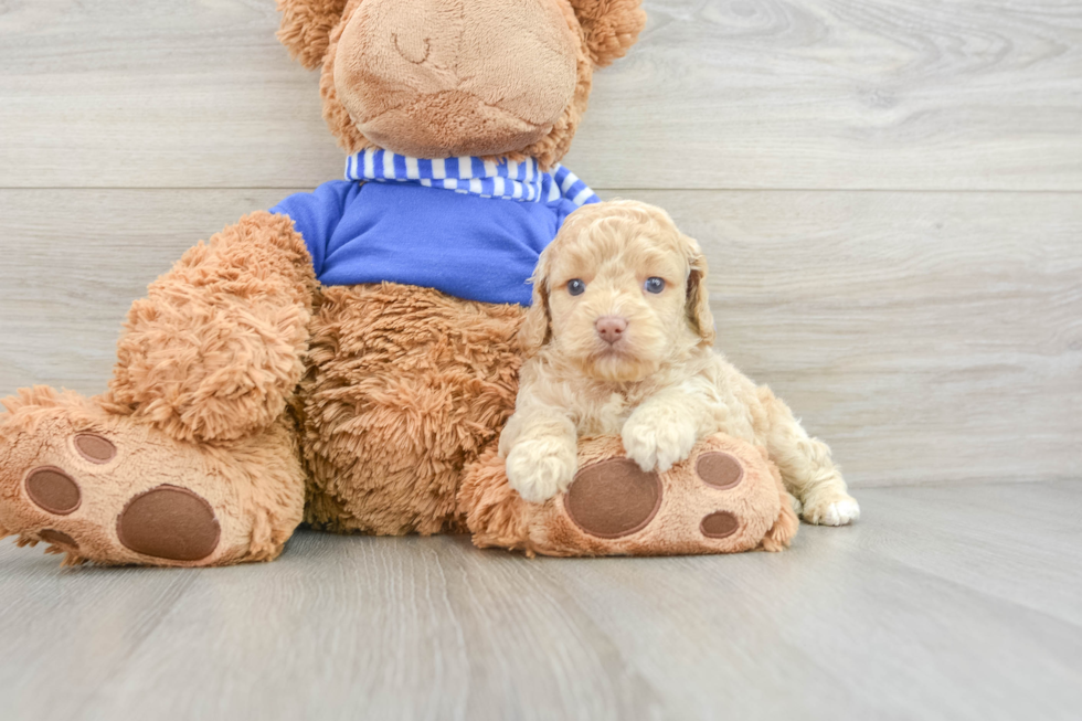 Best Cockapoo Baby