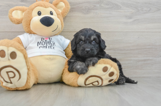 Cockapoo Pup Being Cute