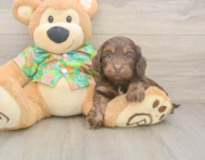 5 week old Cockapoo Puppy For Sale - Pilesgrove Pups