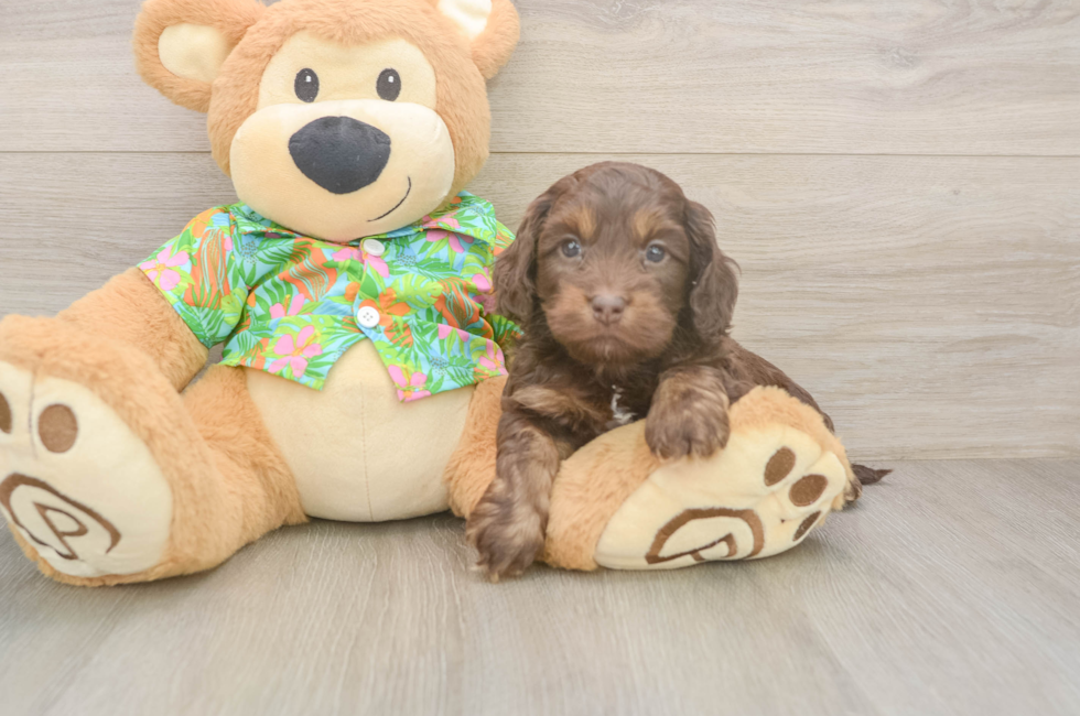 5 week old Cockapoo Puppy For Sale - Pilesgrove Pups
