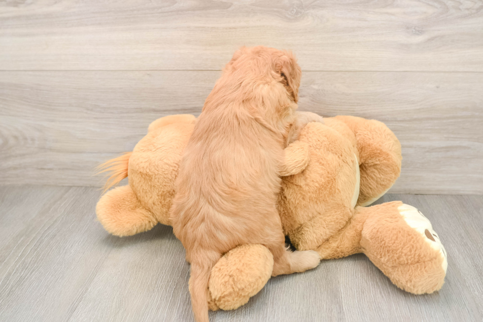 Best Cockapoo Baby