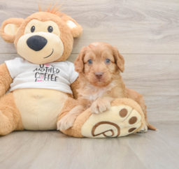8 week old Cockapoo Puppy For Sale - Pilesgrove Pups
