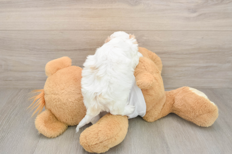 Cockapoo Pup Being Cute
