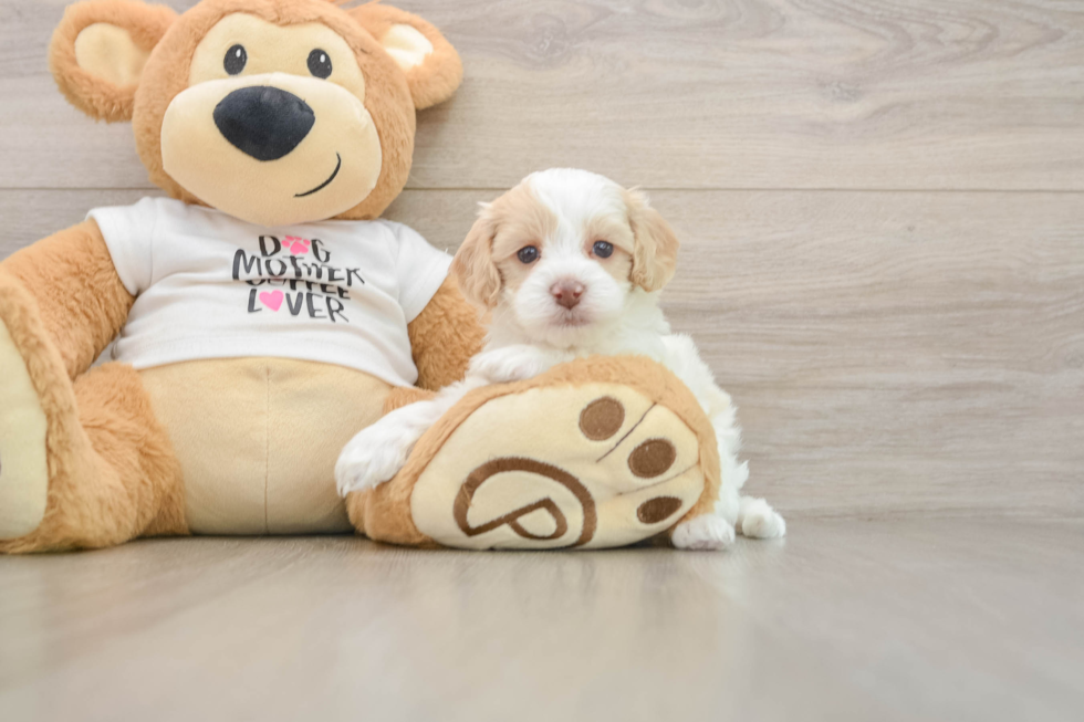 Cockapoo Pup Being Cute