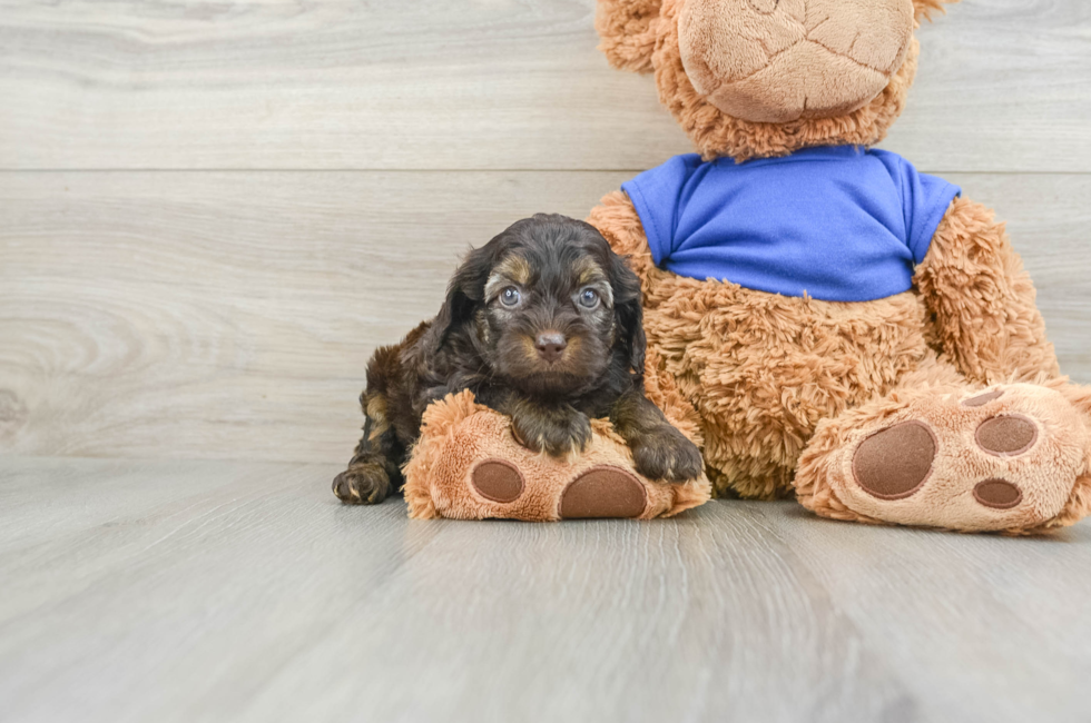 6 week old Cockapoo Puppy For Sale - Pilesgrove Pups