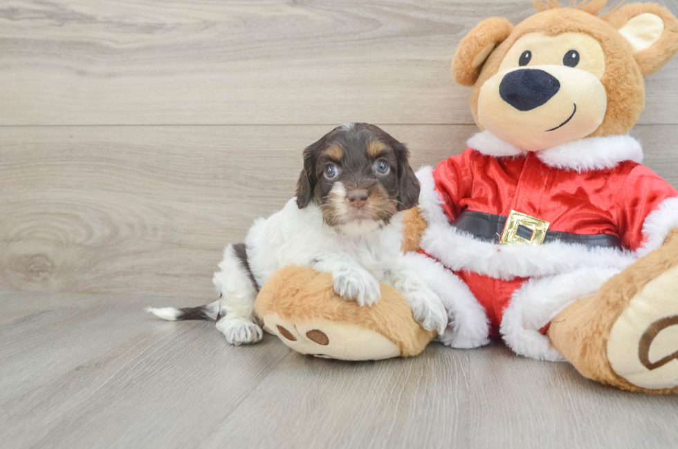 6 week old Cockapoo Puppy For Sale - Pilesgrove Pups