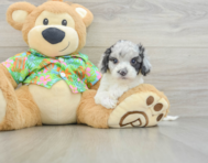 7 week old Cockapoo Puppy For Sale - Pilesgrove Pups