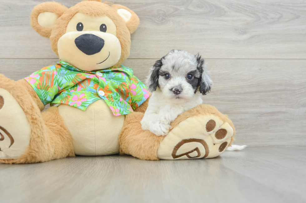 5 week old Cockapoo Puppy For Sale - Pilesgrove Pups