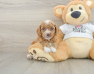 8 week old Cockapoo Puppy For Sale - Pilesgrove Pups