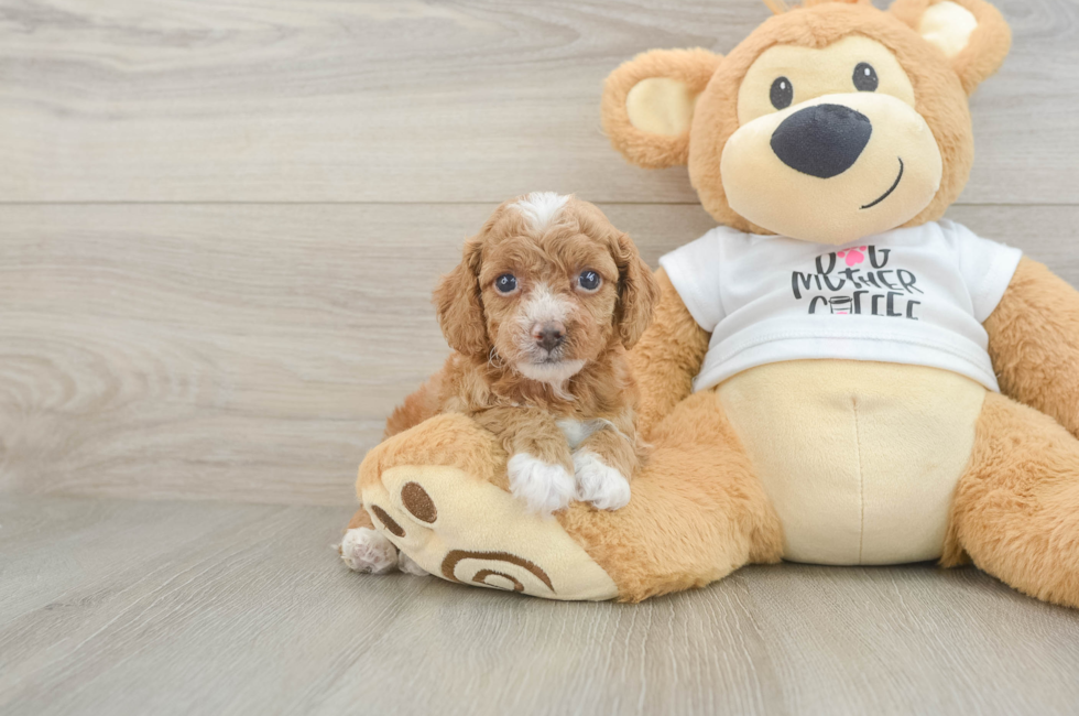 5 week old Cockapoo Puppy For Sale - Pilesgrove Pups