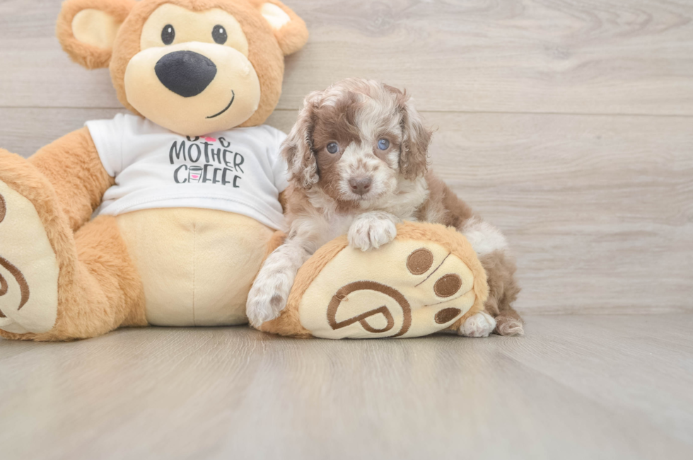 5 week old Cockapoo Puppy For Sale - Pilesgrove Pups