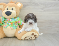 5 week old Cockapoo Puppy For Sale - Pilesgrove Pups