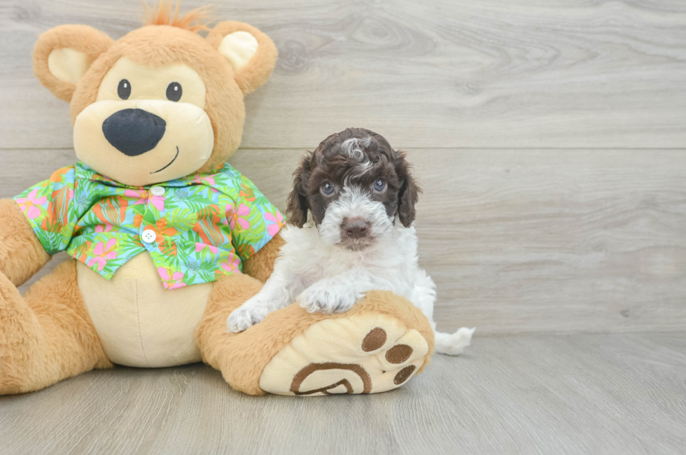 5 week old Cockapoo Puppy For Sale - Pilesgrove Pups