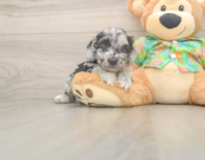 7 week old Cockapoo Puppy For Sale - Pilesgrove Pups