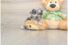 Little Cocker Doodle Poodle Mix Puppy