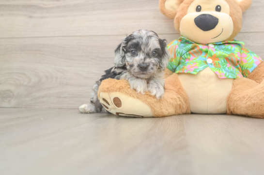 Little Cocker Doodle Poodle Mix Puppy