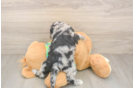 Best Cockapoo Baby