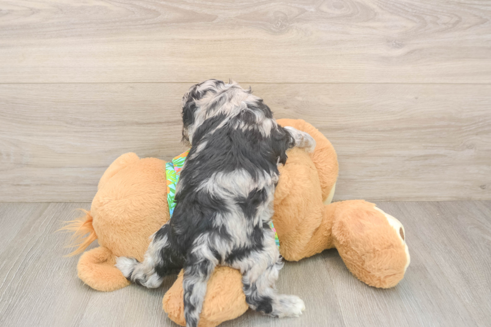 Best Cockapoo Baby