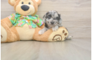 Hypoallergenic Cocker Doodle Poodle Mix Puppy