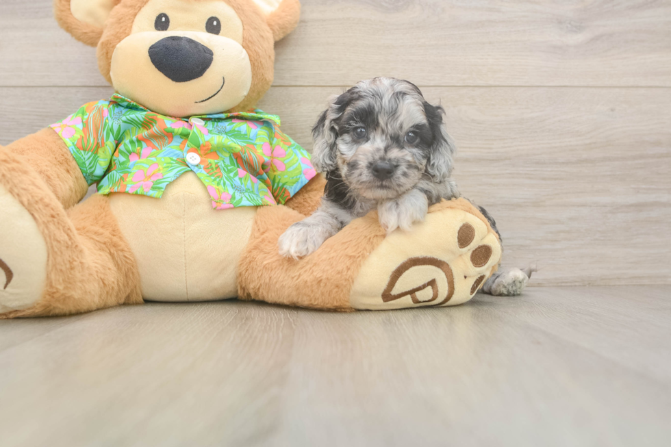 Hypoallergenic Cocker Doodle Poodle Mix Puppy