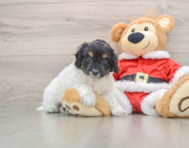 6 week old Cockapoo Puppy For Sale - Pilesgrove Pups