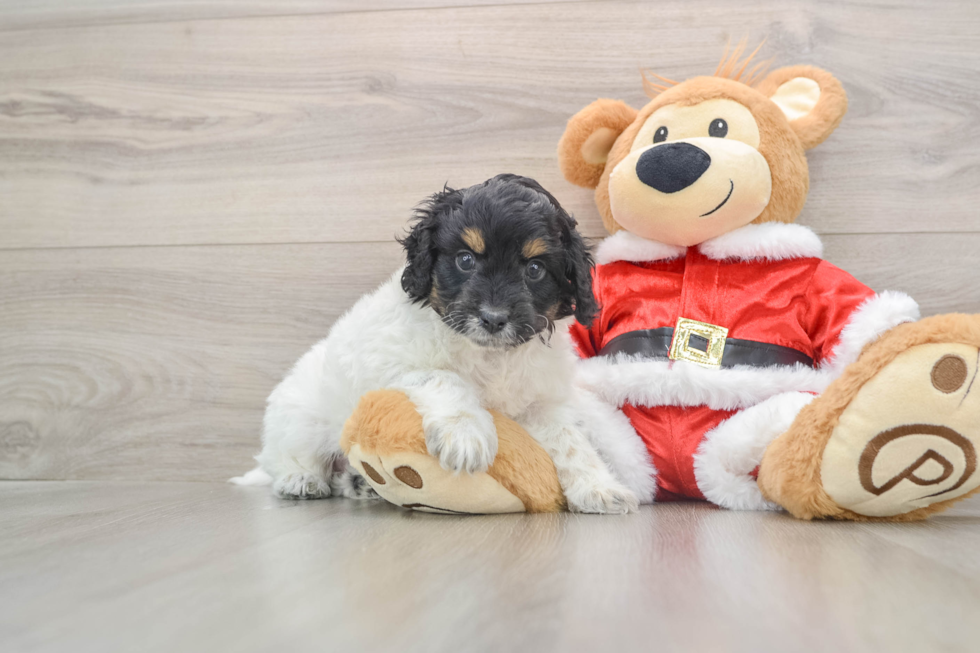 Happy Cockapoo Baby
