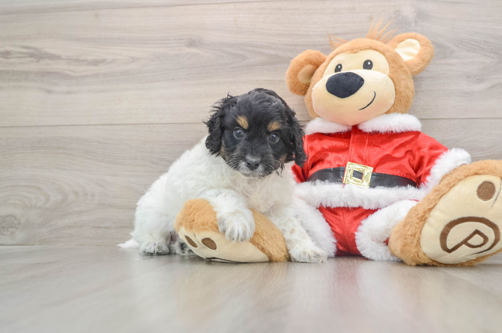 5 week old Cockapoo Puppy For Sale - Pilesgrove Pups