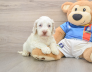 7 week old Cockapoo Puppy For Sale - Pilesgrove Pups