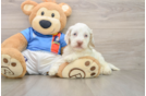 Best Cockapoo Baby
