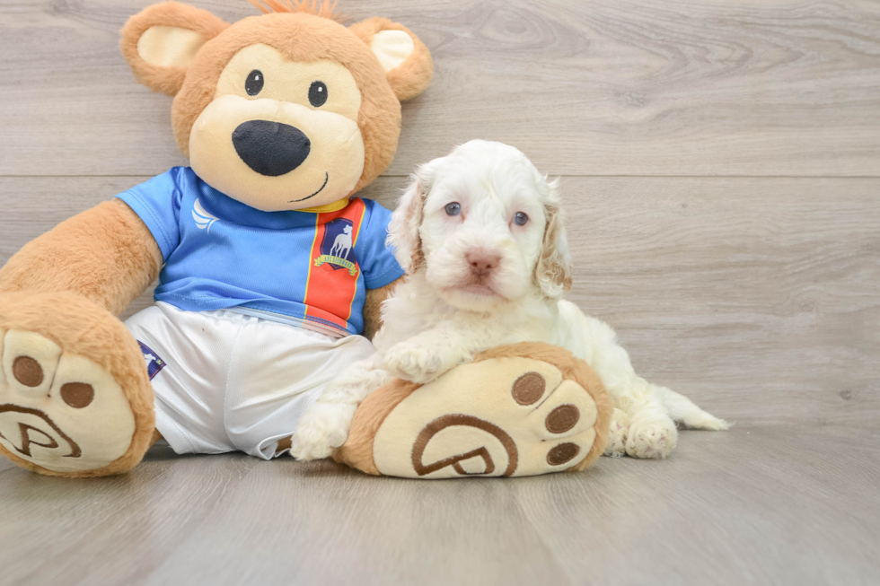 Best Cockapoo Baby