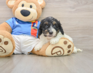 7 week old Cockapoo Puppy For Sale - Pilesgrove Pups