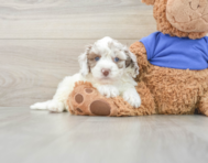 7 week old Cockapoo Puppy For Sale - Pilesgrove Pups