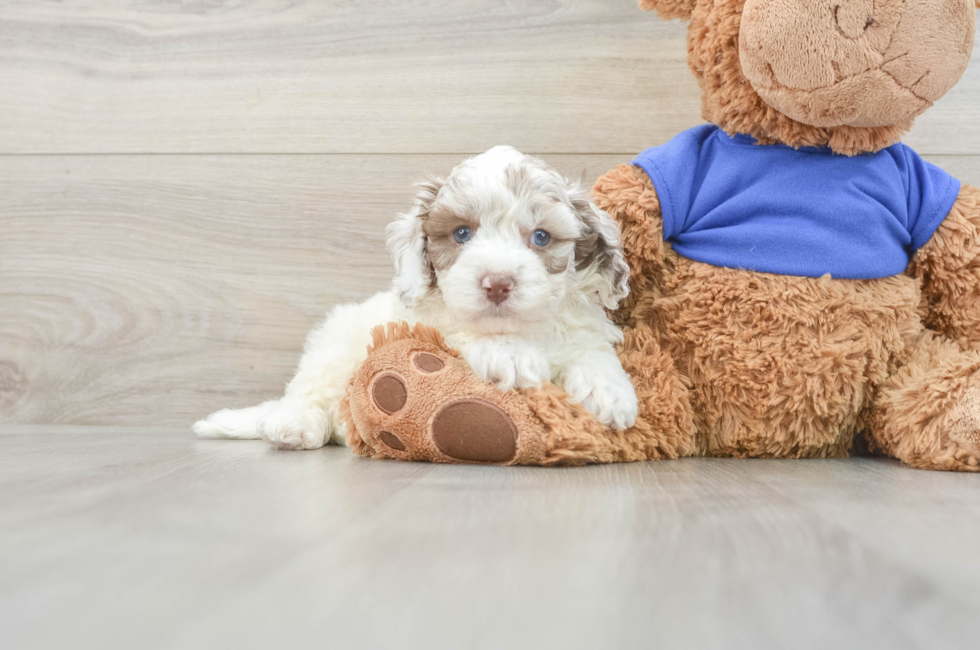 6 week old Cockapoo Puppy For Sale - Pilesgrove Pups