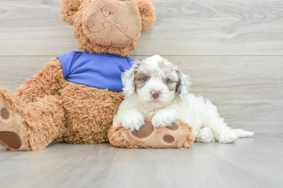 Smart Cockapoo Poodle Mix Pup