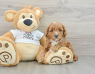 5 week old Cockapoo Puppy For Sale - Pilesgrove Pups