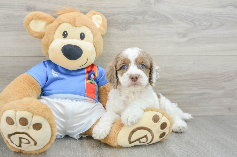 5 week old Cockapoo Puppy For Sale - Pilesgrove Pups